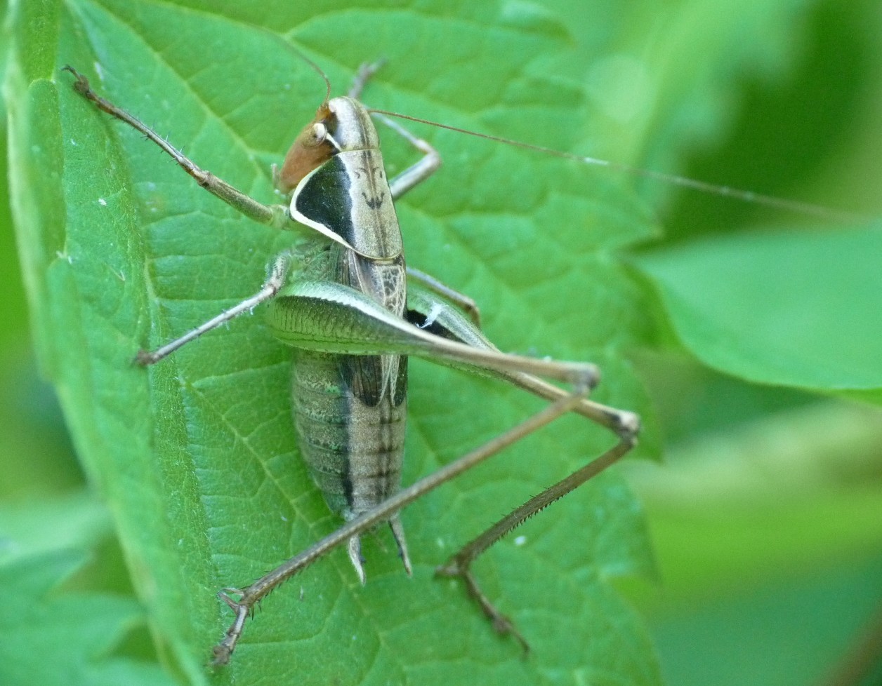 cavalletta